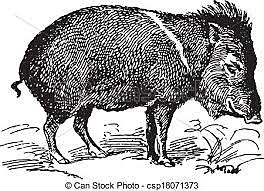 Domesticación del cerdo