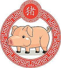 Conocimiento de la cría dek cerdi oir kis chinos