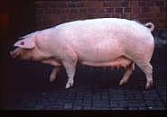 Creacion del Landrace aleman