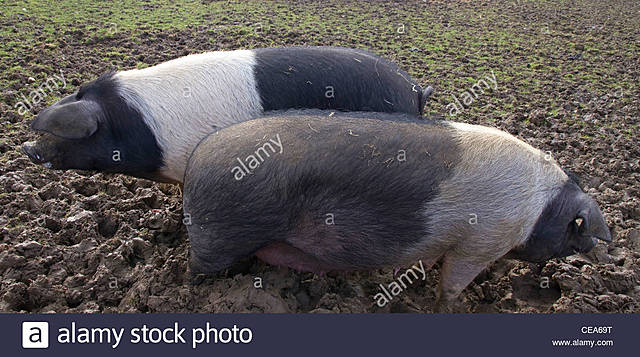 Creacion del Saddleback aleman