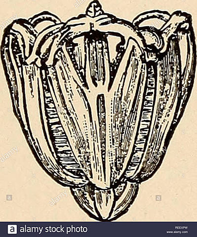 Aristóteles y la dentadura