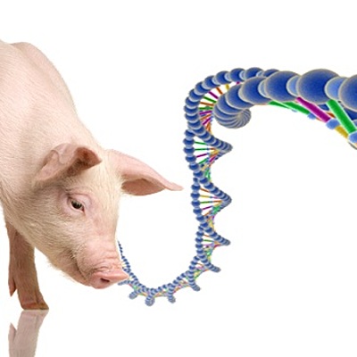 Timeline: HISTORIA DE LA GENETICA HASTA NUESTROS DIAS