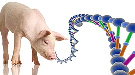 Timeline: HISTORIA DE LA GENETICA HASTA NUESTROS DIAS