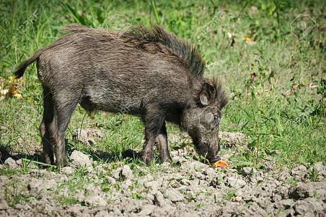 Hipotesis del origen del cerdo