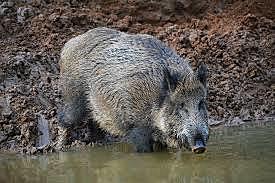 La domesticación del cerdo