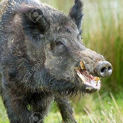 Timeline: Cerdo (Sus Scrofa)