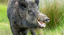 Timeline: Cerdo (Sus Scrofa)
