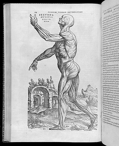 Primer gran trabajo anatómico