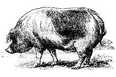 Los cerdos ibéricos