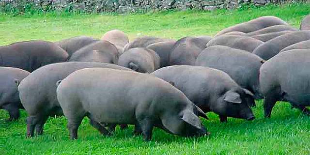Nacen las razas porcinas