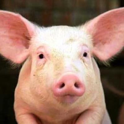 Timeline: HISTORIA Y EVOLUCION DEL CERDO