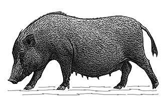 Domesticacion en china