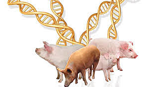 Pace y Col describieron una tecnica que permite identificacion precisa de los pares de cromosoma