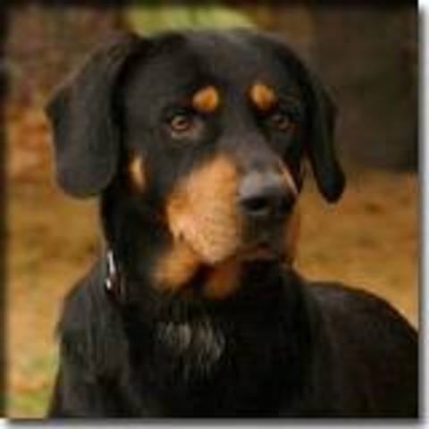 How many different kinds of dogs there are.