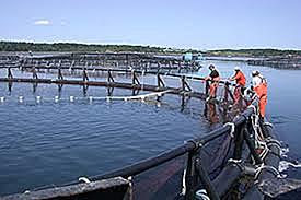 Aquaculture program