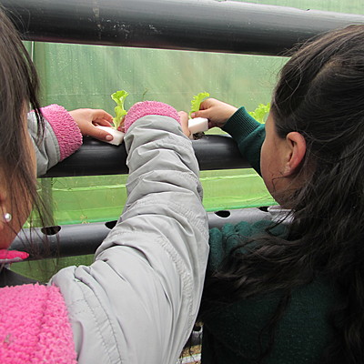 Timeline: Ecoternura  como  consocio  de  vida