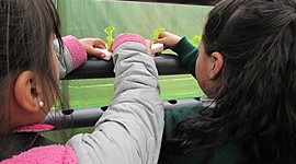 Timeline: Ecoternura  como  consocio  de  vida