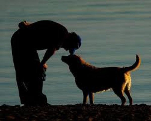 What are dogs used for now?