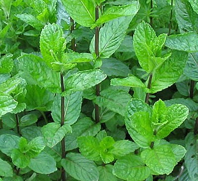 la ecoternura como obcion de vida