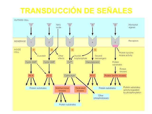Premio Nobel de Fisiologia y Medicina en 2000