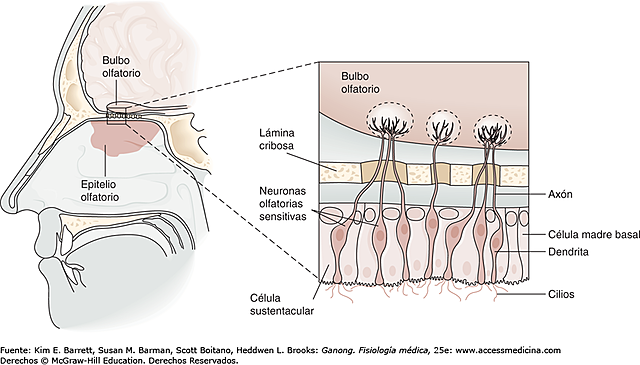 Premio Nobel de Fisiologia y Medicina en 2004