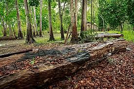 Detener la Deforestación