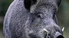 Timeline: La evolución del cerdo