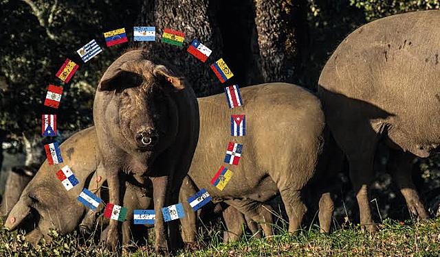 Introducción de porcinos