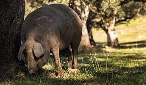 Inseminación Artificial