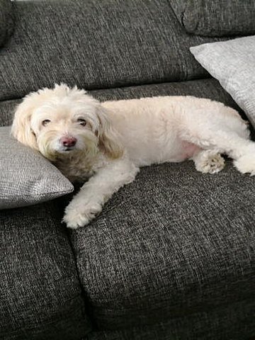 Llegada de mi perro.