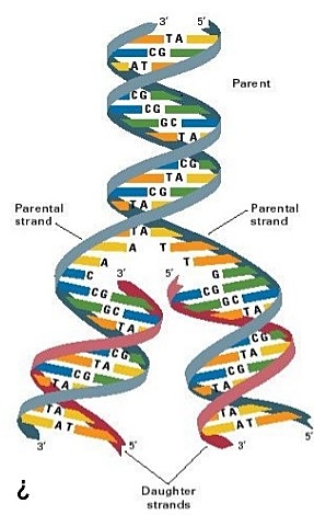 Proponen el modelo de la doble helice Watson, Crick y Winkins