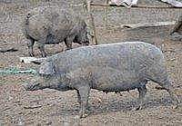 EVOLUCION E HISTORIA DEL CERDO