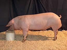 EVOLUCION E HISTORIA DEL CERDO