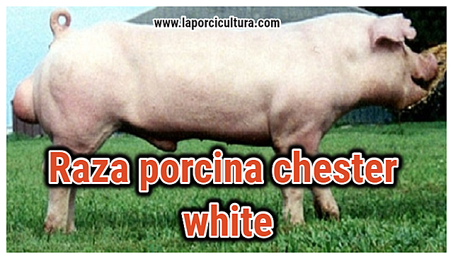 EVOLUCION E HISTORIA DEL CERDO