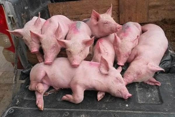 EVOLUCION E HISTORIA DEL CERDO