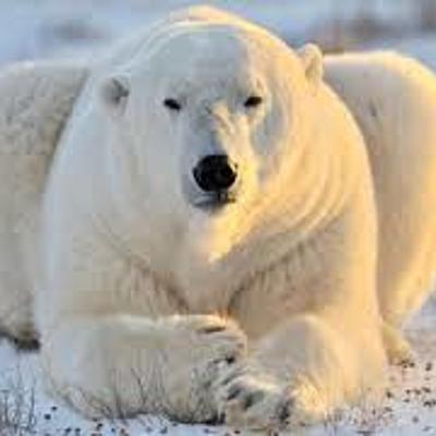 Timeline: Evolución de tecnologías educativas