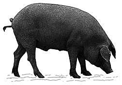Cerdo mediterraneo