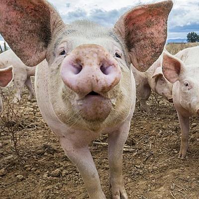 Timeline: Historia del cerdo y su evolución Miguel Alejandro Maldonado Garcia