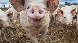 Timeline: Historia del cerdo y su evolución Miguel Alejandro Maldonado Garcia