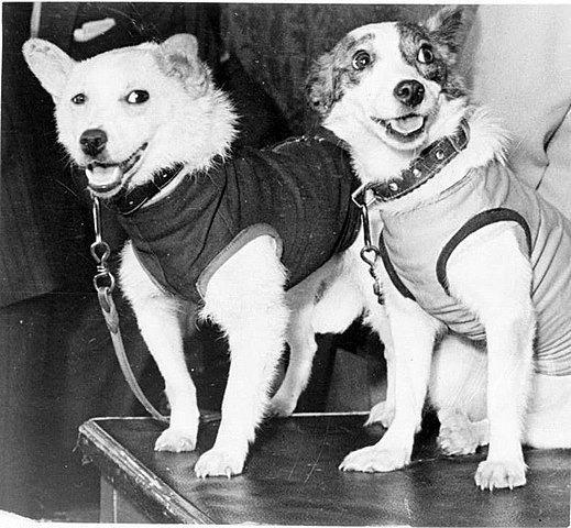 Første dyr, der returnerer levende til jorden.