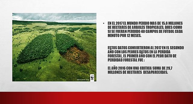Deforestacion mundial