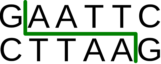 Se descubren las enzimas de restricción, lo que permite a los científicos cortar y pegar fragmentos de ADN.