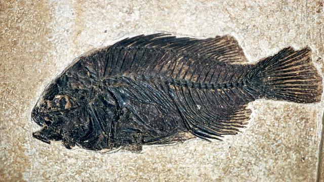 Xenophanes finds out about fossil fish and shells on top of moutains