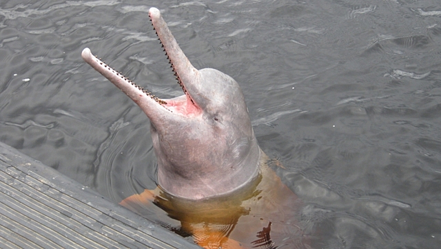 Chinese River Dolphin
