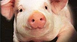Timeline: Evolución del cerdo