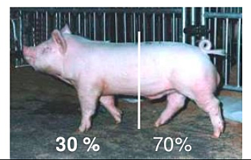 Evolución del cerdo de acuerdo a su producción