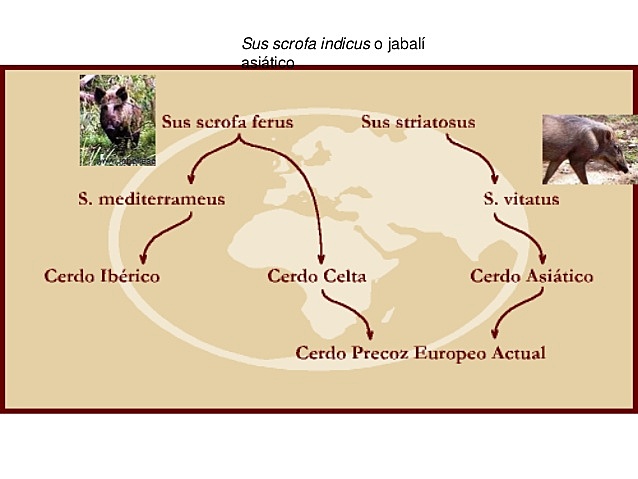 origen del cerdo A.C.