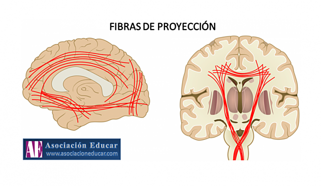diferenciación de dos cables