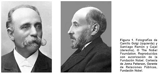 teoria reticular de golgi
