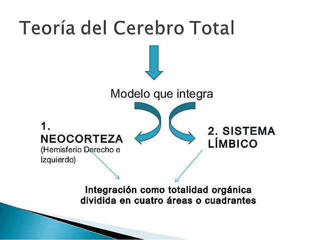 teoría del cerebro total